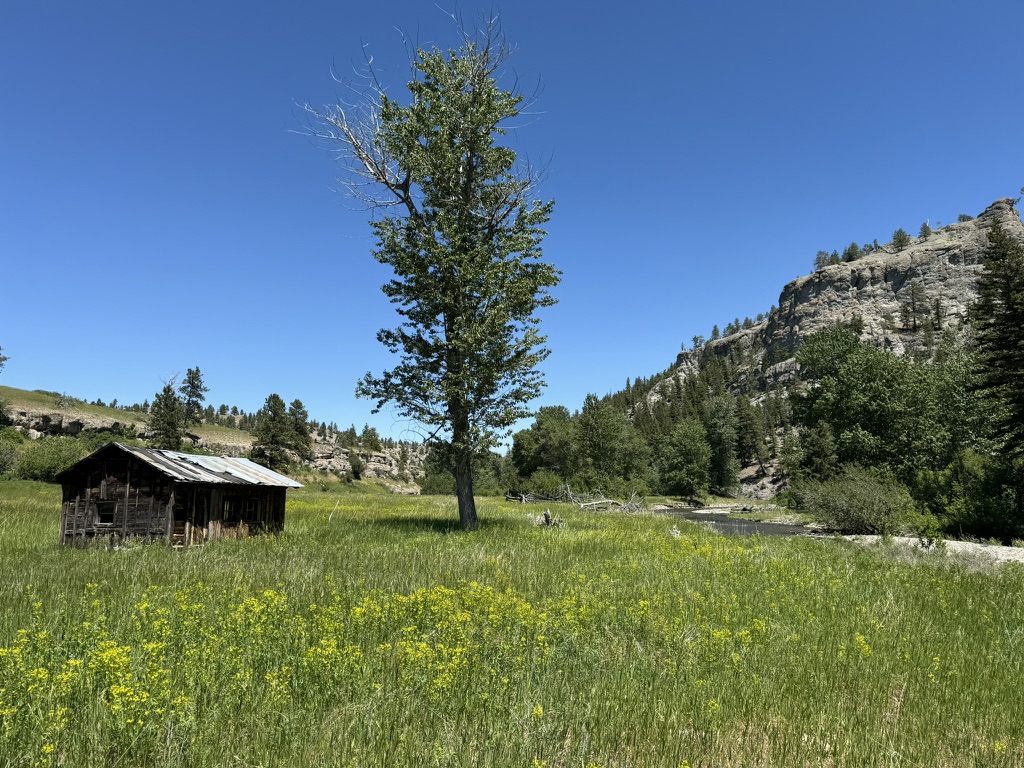 Spring creek fly fishing