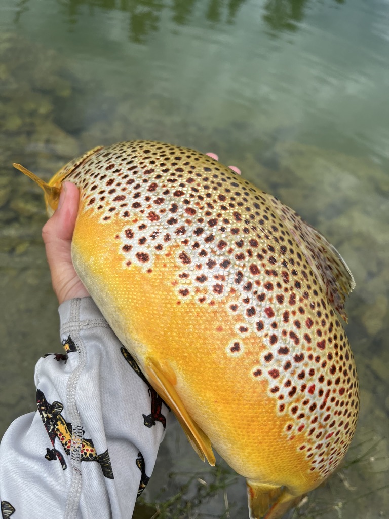 Gold bar — large yellow-spotted brown trout