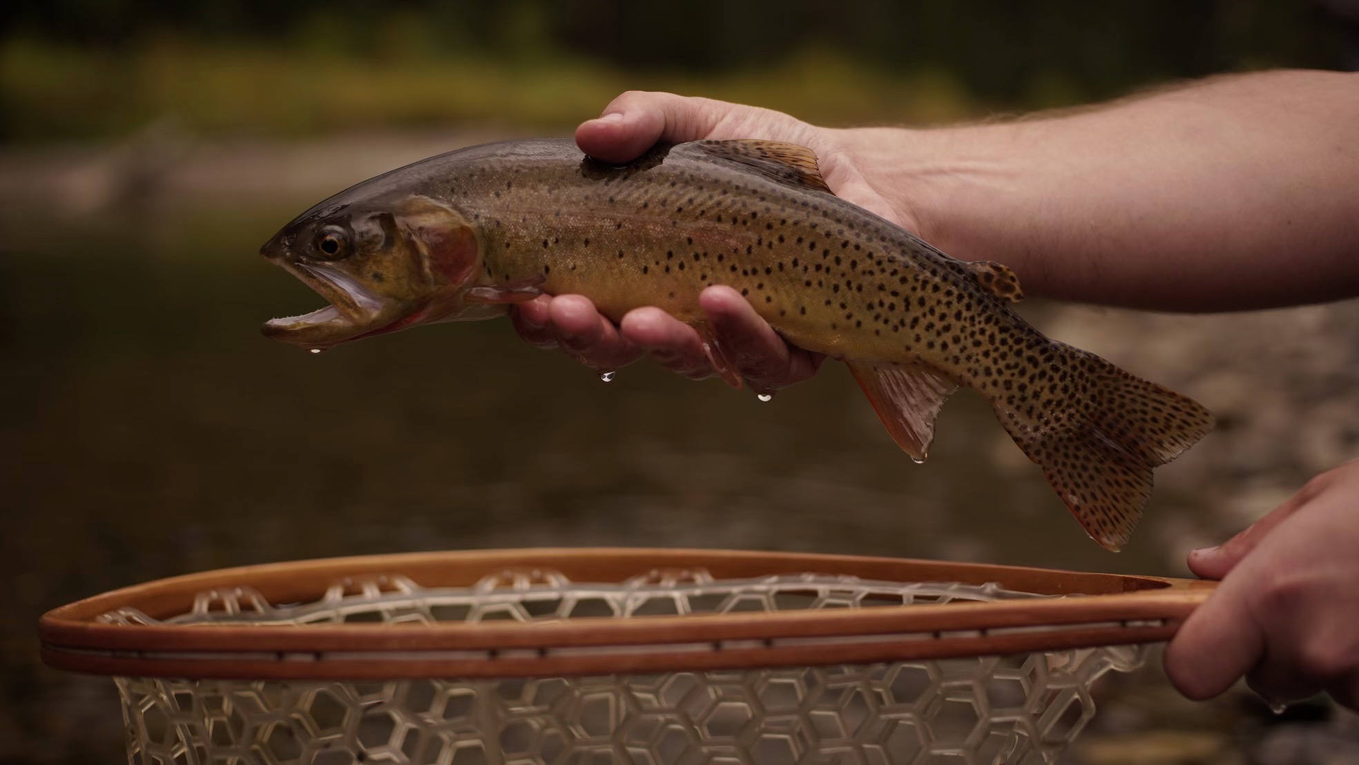 Cutthroat trout released above the net