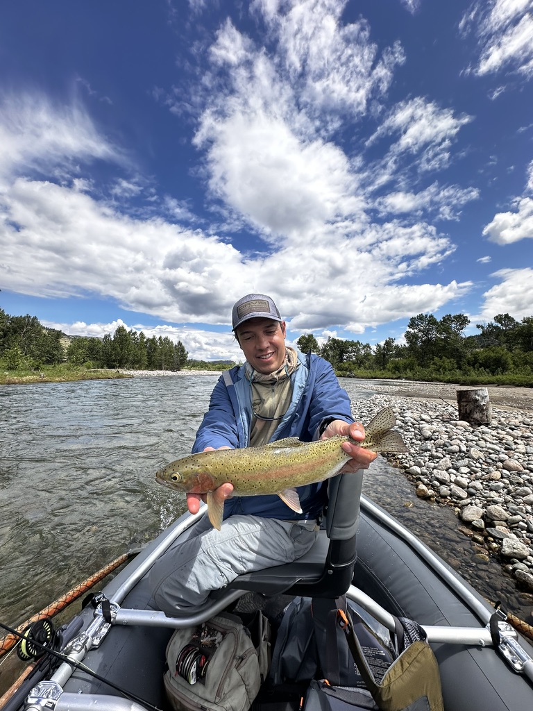 Rainbow trout resting in the net