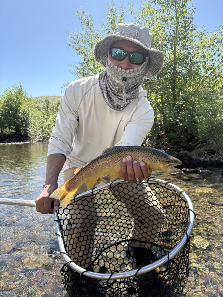 Brown trout in the net from a small stream
