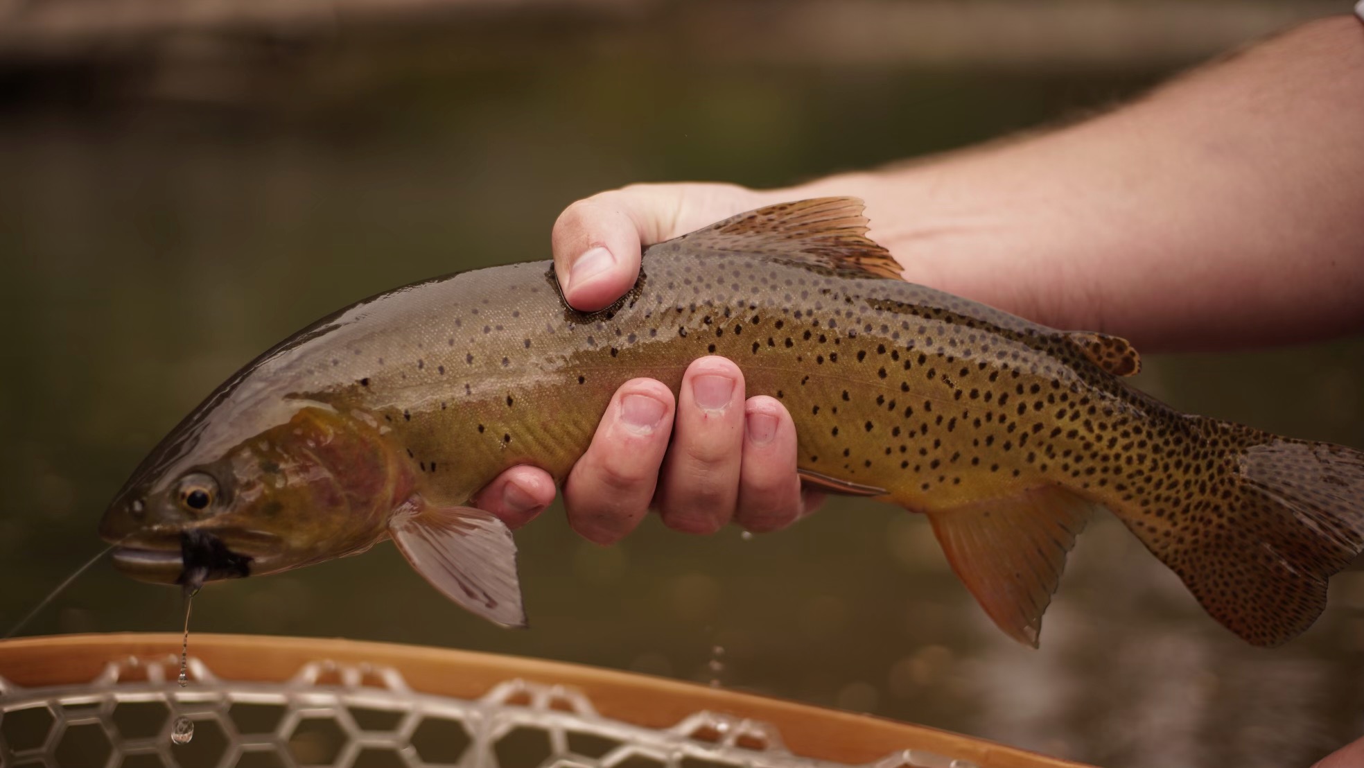 Cutthroat trout held gently over the net